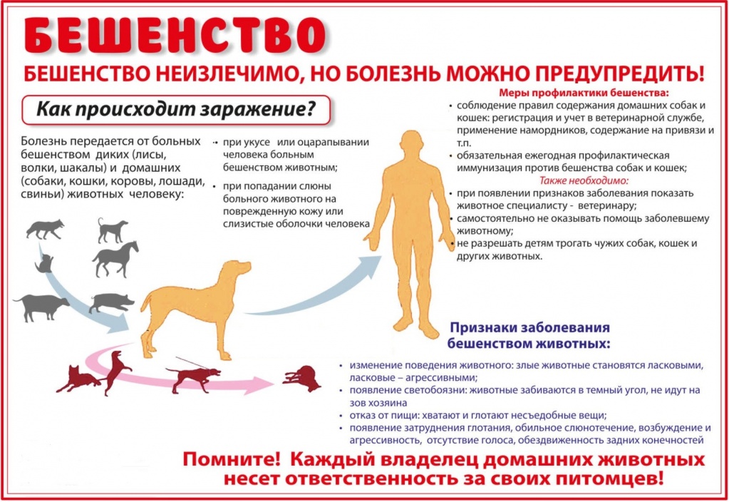Памятка для населения по профилактике бешенства.