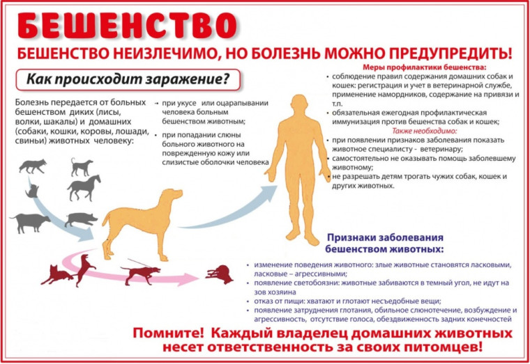 Памятка для населения по профилактике бешенства. Памятка для населения по профилактике бешенства.